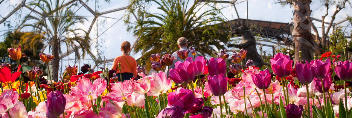 The Eden Project